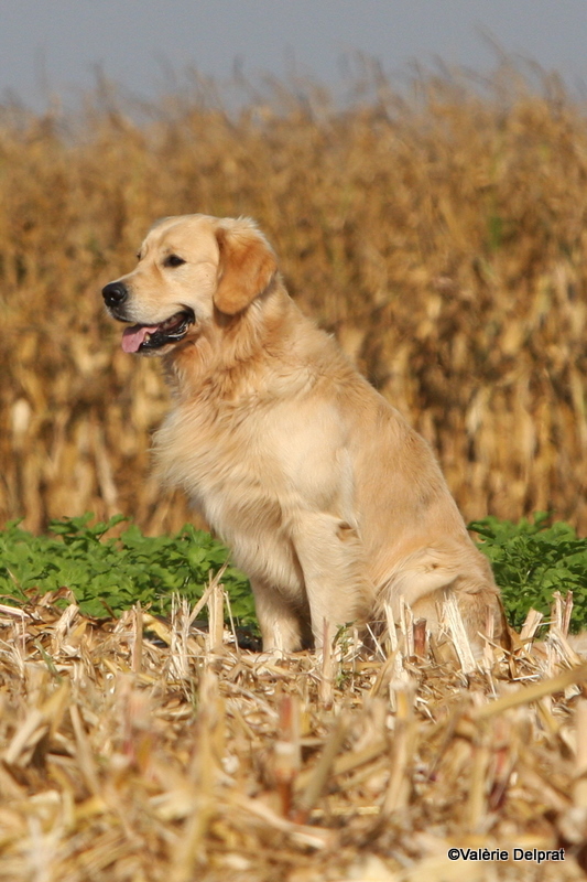 Field Erstein 09 (146).JPG